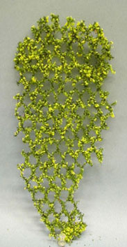 MBVINEY - Vine Flowering 10 Inch Tall, Yellow