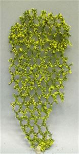 MBVINEY - Vine Flowering 10 Inch Tall, Yellow
