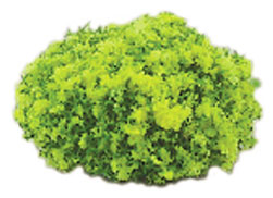 MBT1CY - Blossom Bush 1In Round/Yellow 3Pcs