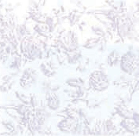 MG225D24 - Wallpaper, 3pc: Tiffany, Lilac
