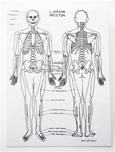 MUL3683 - Skeleton Chart
