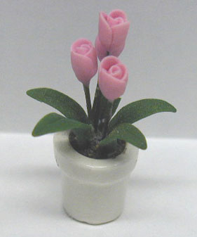 NCRP0003 - Pink Tulip Plant