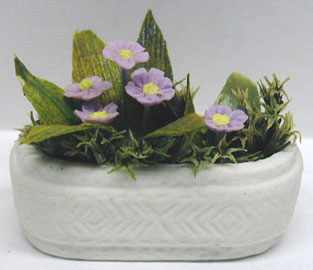 NCRP0240 - Asters In Planter (2In)