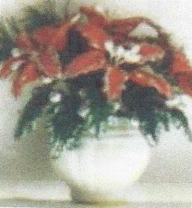 NCRP0929 - Red Poinsettias-Large Pot 2 3/8