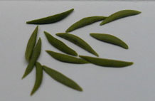 NCRR0215 - Green Beans, S/12