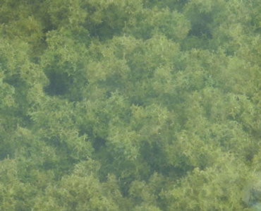 WDSFC135 - Underbrush Clump Foliage Light Green