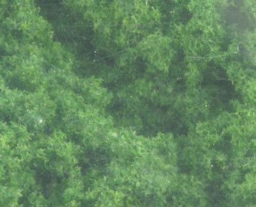 WDSFC136 - Underbrush Clump Foliage Medium Green