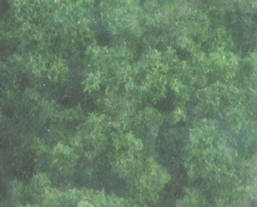 WDSFC137 - Underbrush Clump Foliage Dark Green