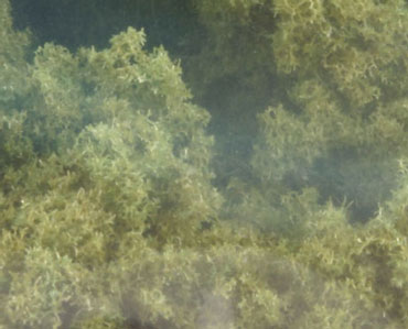 WDSFC144 - Bushes Clump Foliage Olive Green