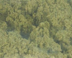 WDSFC181 - Clump Foliage Burnt Grass