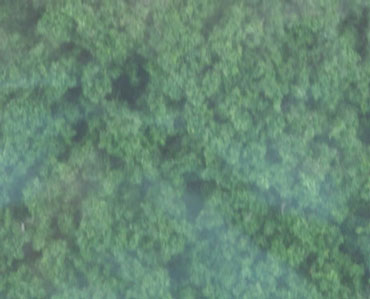 WDSFC184 - Clump Foliage Dark Green