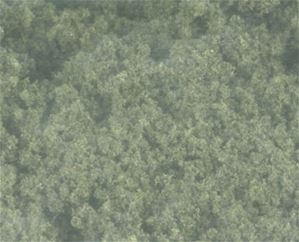 WDSFC185 - Clump Foliage Conifer Green