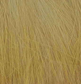 WDSFG-172 - Field Grass-Harvest Gold