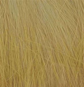 WDSFG-172 - Field Grass-Harvest Gold