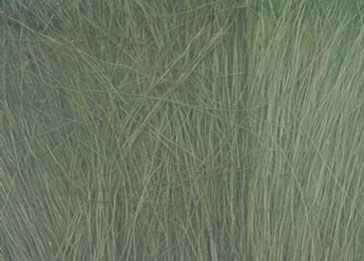 WDSFG-174 - Field Grass-Medium Green