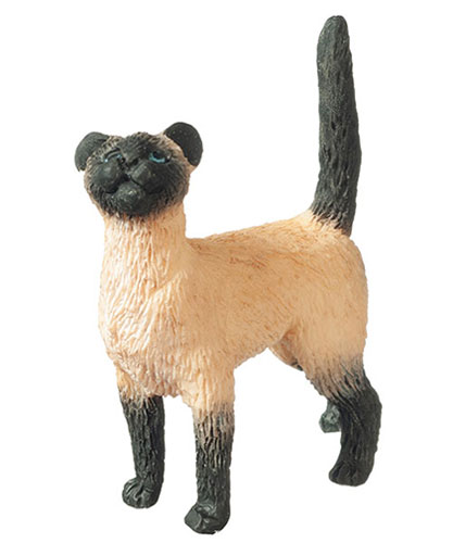 AZA6001 - Cat