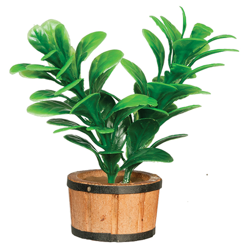 AZB0221 - Discontinued: Large Green House Plant