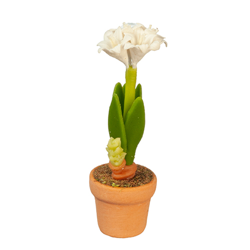 AZG6320 - White Amaryllis In Pot