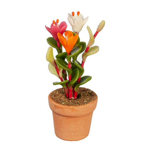 AZG6325 - Red/White Cyclamen In Pot