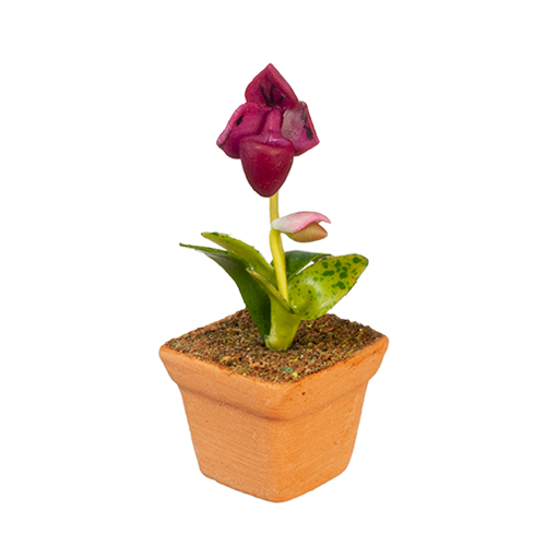 AZG6346 - .Orchid