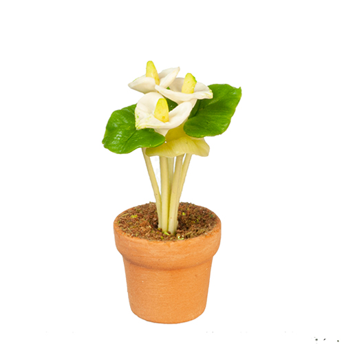 AZG6403 - Anthurium In Pot