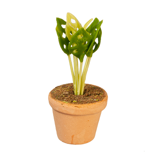 AZG6407 - Swiss Cheese Plant