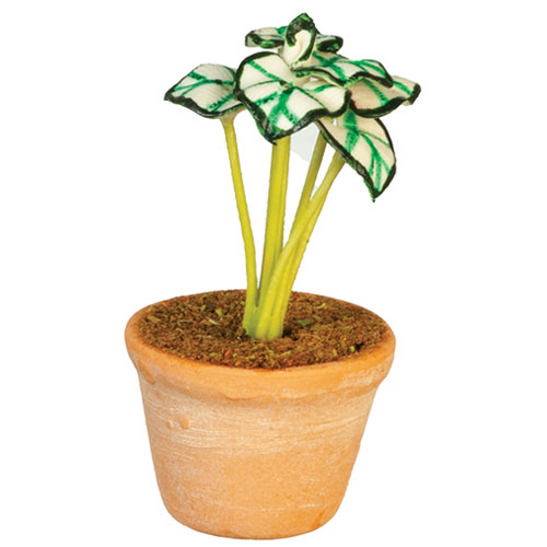 AZG6739 - Caladium In Pot