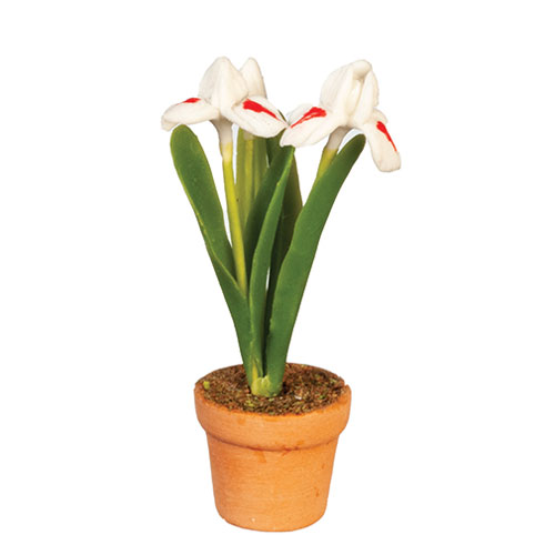 AZG6788 - Potted Iris/White