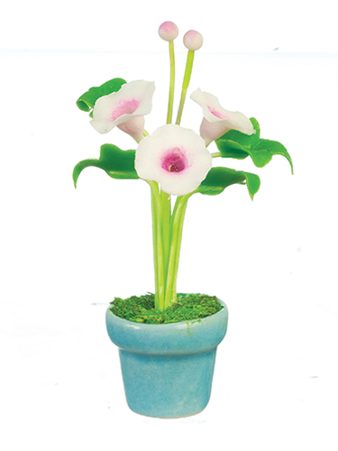 AZG7378 - Morning Glories In Pot/Wh