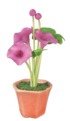 AZG7405 - Morning Glories In Pot/La