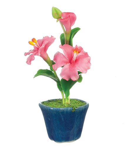 AZG7418 - Hibiscus/Pink