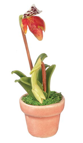 AZG7425 - Paphiopedilum Orchid/Pink