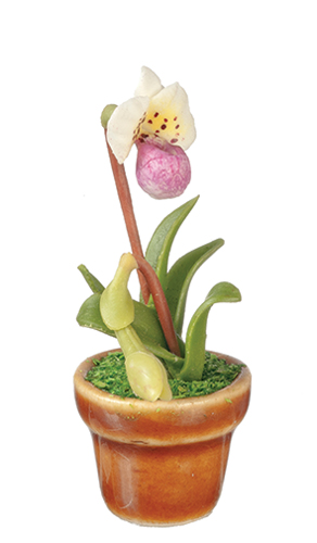 AZG7426 - Paphiopedilum Orchid/Whit