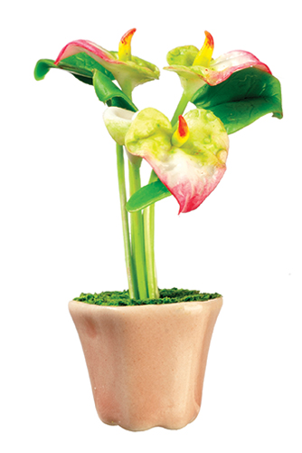 AZG7444 - Anturium, White