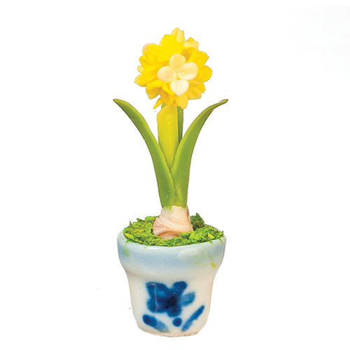 AZG7814 - .Alium In Pot