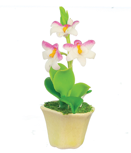 AZG7824 - Violaceae In Pot, White