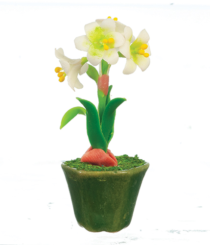 AZG7892 - Hippeastrum In Pot/White