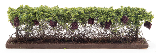 CA0110 - Grape Vineyard