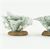 CA0219 - Dusty Miller Plants (4)