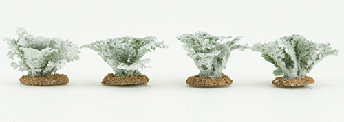 CA0219 - Dusty Miller Plants (4)