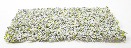 CA4123 - White Leaf Micro-Phlox 5&quot; x 7&quot;