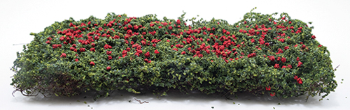 CACR - Climbing Rose Vine
