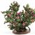 CARBLHP - Rose Bush, Large, Hot Pink