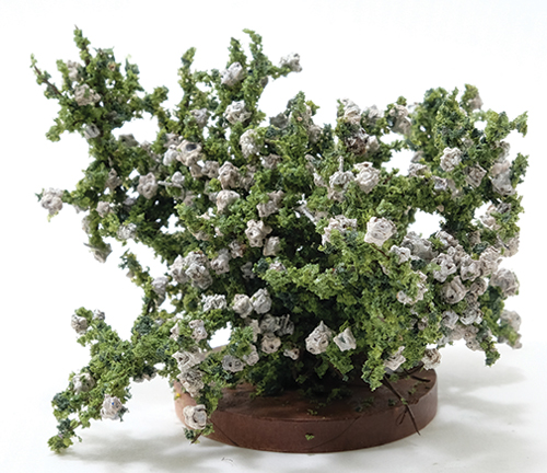 CARBSW - Rose Bush, Small, White