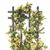 CARTY - Rose Trellis, Yellow
