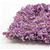 CAVN14 - Vine: Burgundy-Mauve