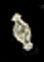 CAT17ASL - Silvertone Shawl Or Lace Pin