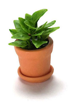 FCA1777 - House Plant