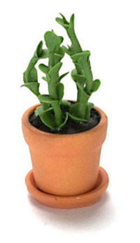 FCA1779 - House Plant