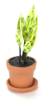 FCA1881 - House Plant